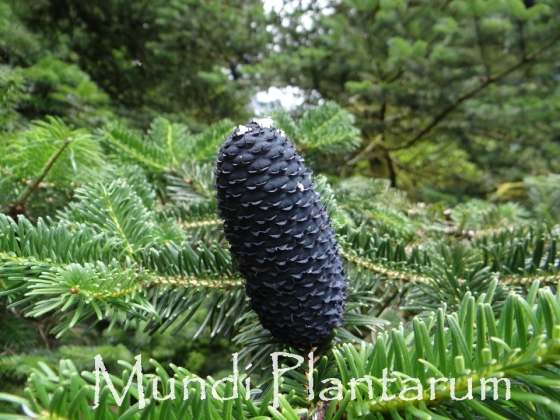 Abies Densa Mundi Plantarum